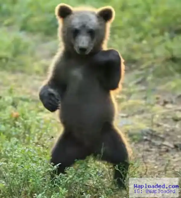 Check out this adorable bear cub